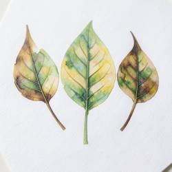 Watercolor Leaf Illustrations