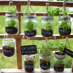 Mason Jar Herb Garden